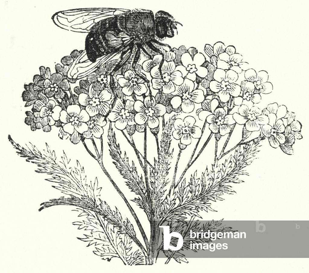 Bee on flower (engraving)