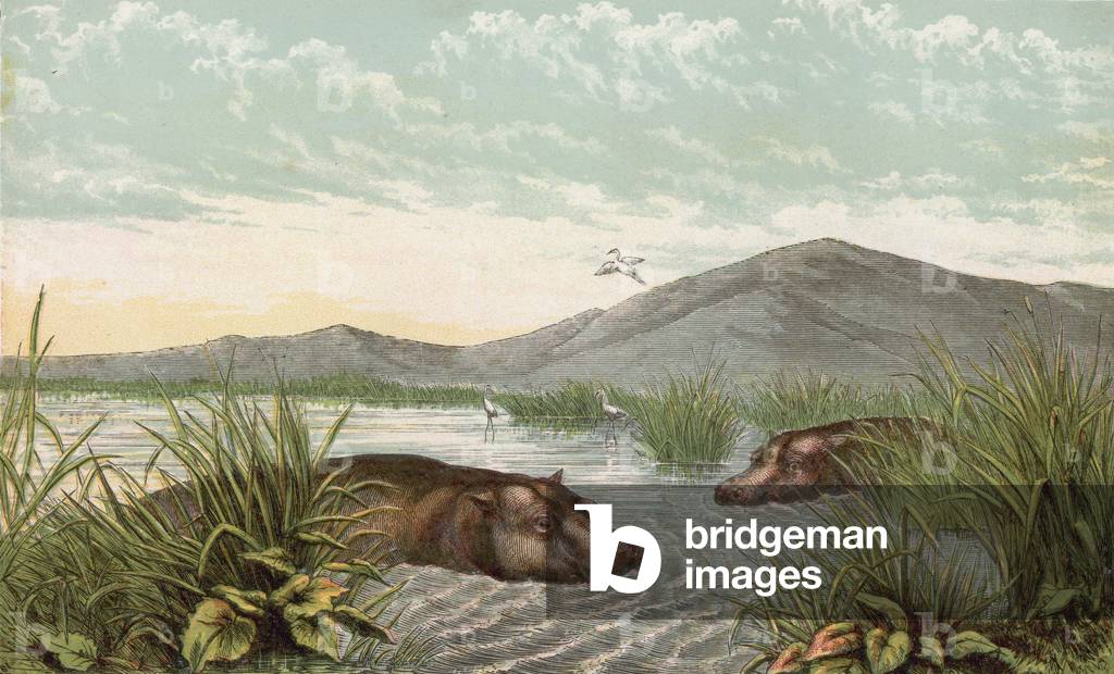 Hippopotamus