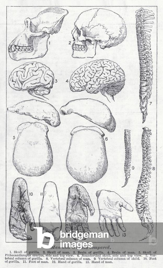 Man and gorilla compared (litho)