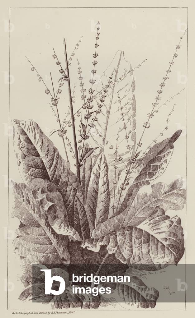 Dock, Rumex (litho)