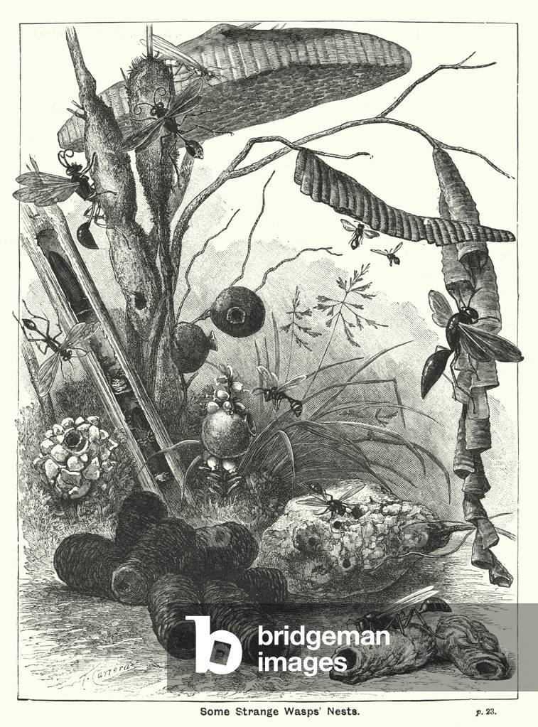 Some Strange Wasps' Nests (engraving)