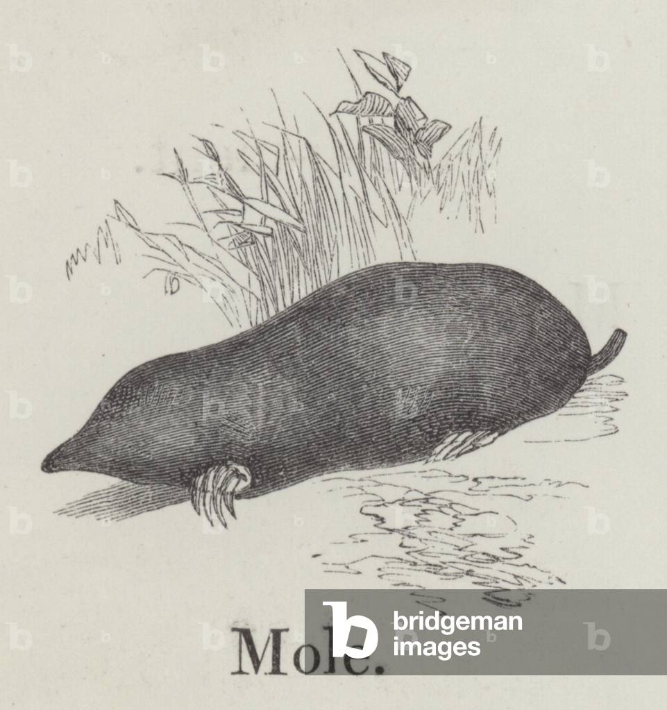 Mole (engraving)