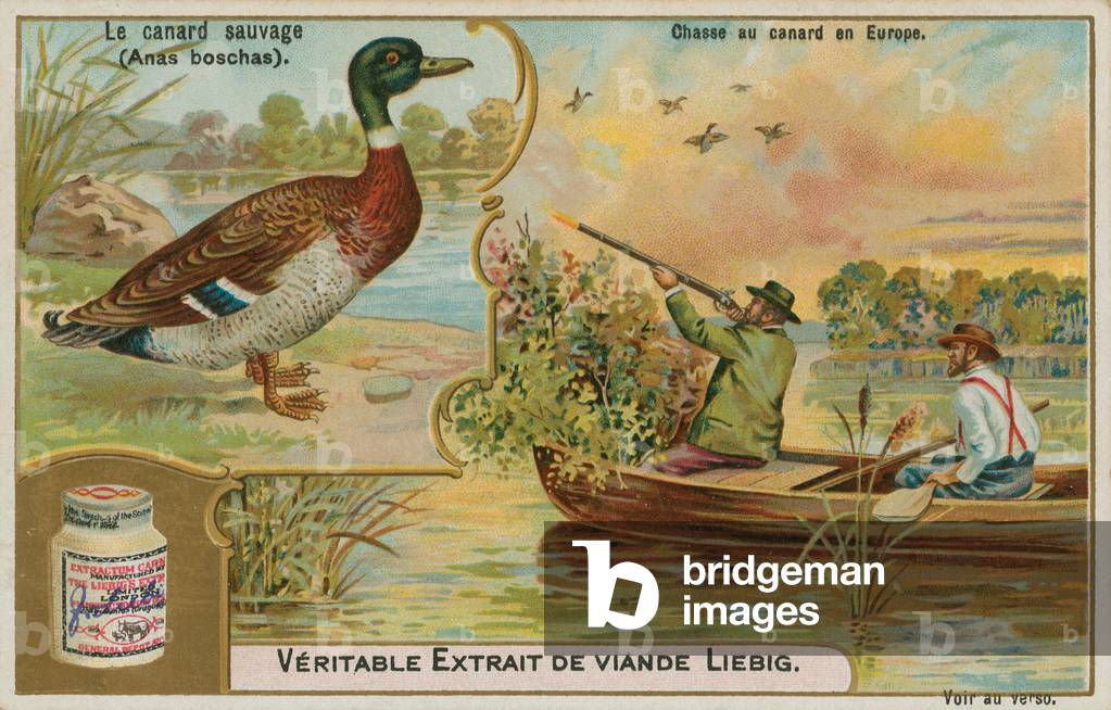 Wild duck; duck hunting in Europe (chromolitho)