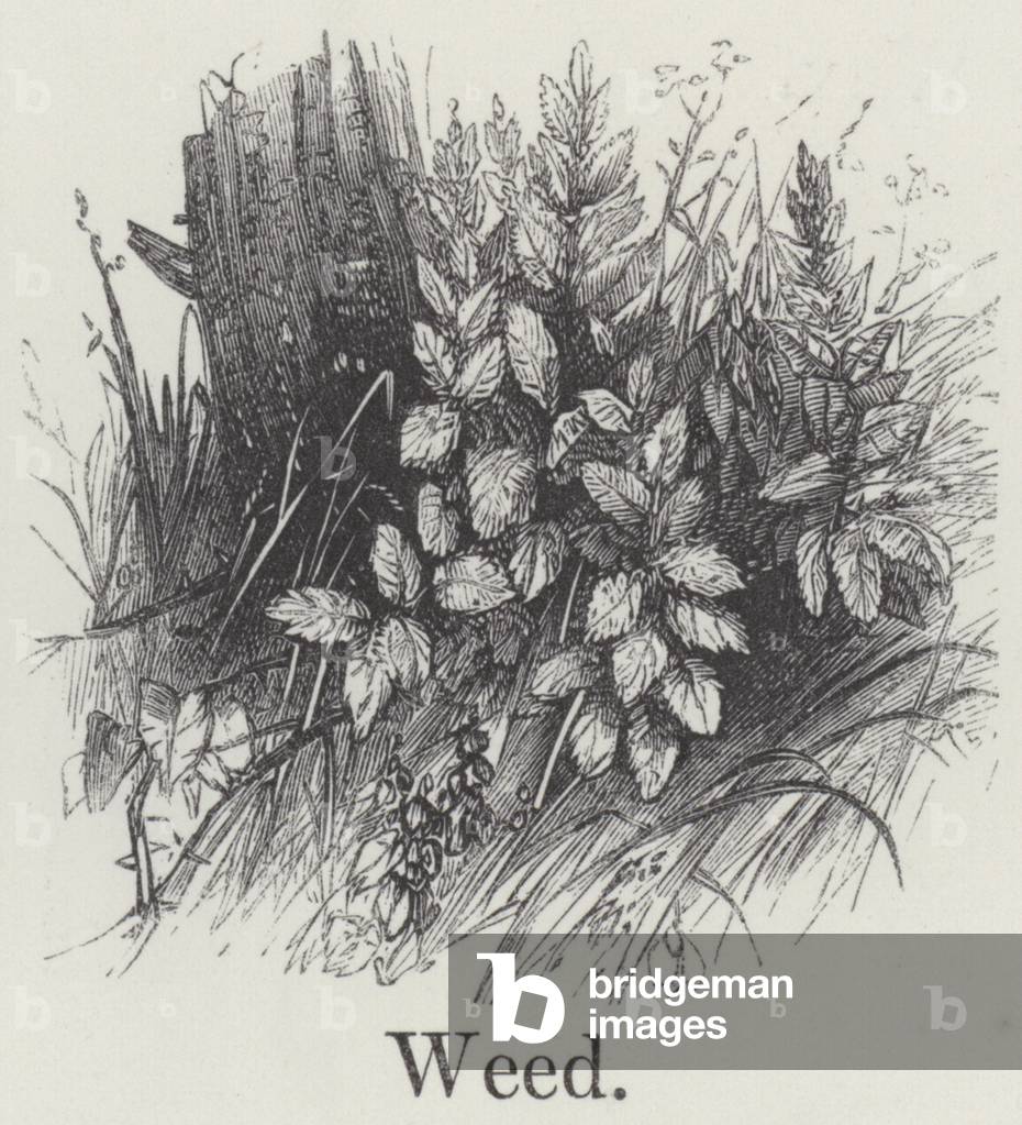 Weed (engraving)