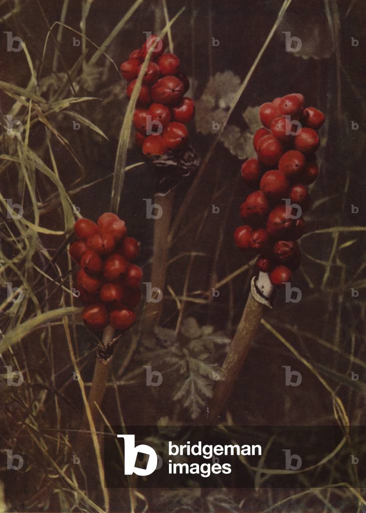 Fruit of Cuckoo-Pint (photo)