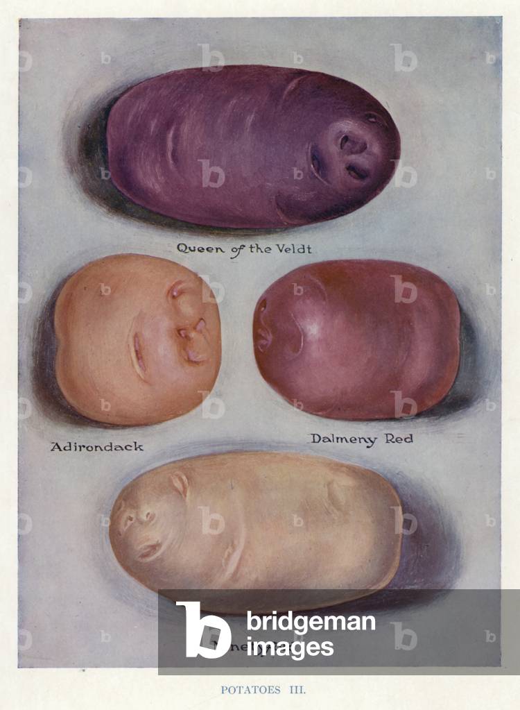 Vegetable Grower's Guide: Potatoes (colour litho)