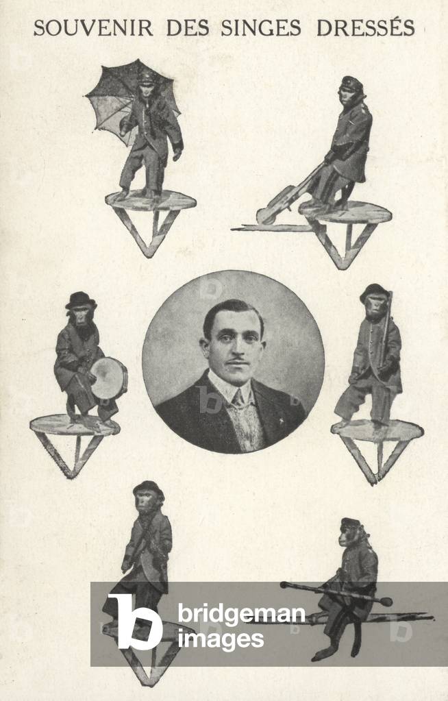 Monkeys in costume (b/w photo)