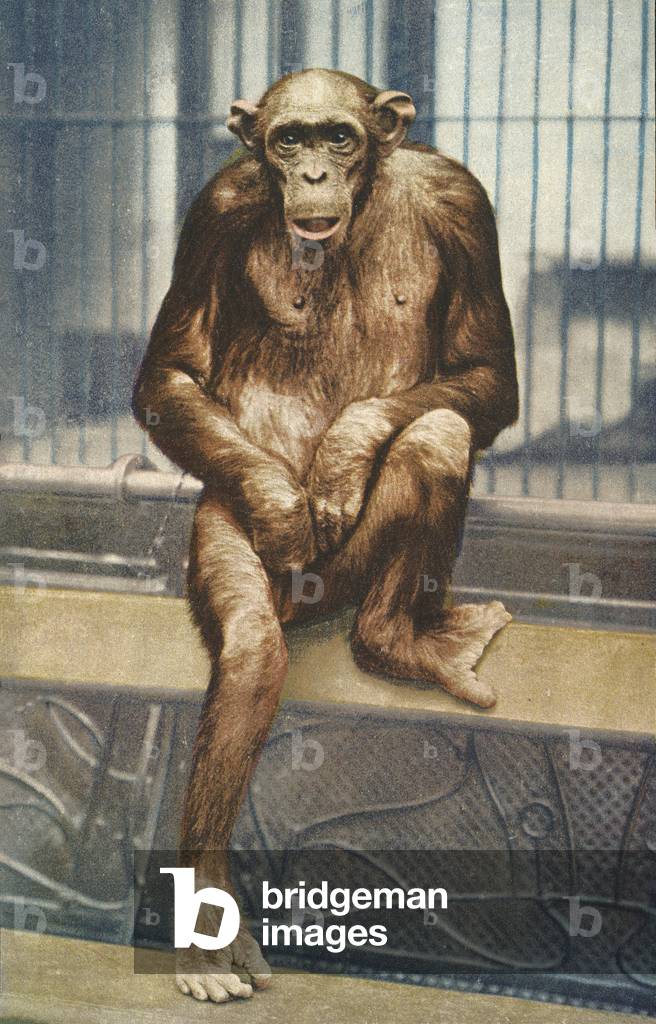Chimpanzee at zoo (coloured photo)