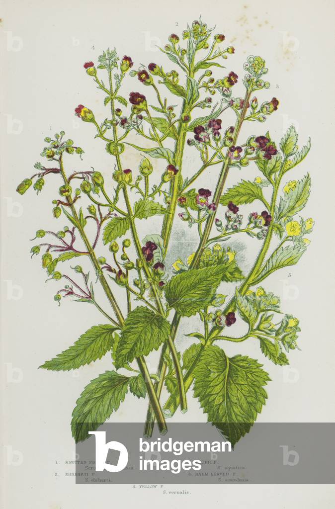Flowering Plants of Great Britain: Knotted Figwort, Ehrharti Figwort, Water Figwort, Balm Leaved Figwort, Yellow Figwort (colour litho)