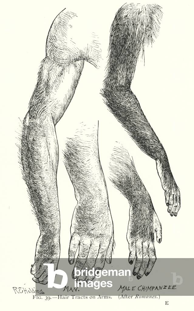 Hair tracts on arms, man, male chimpanzee (litho)