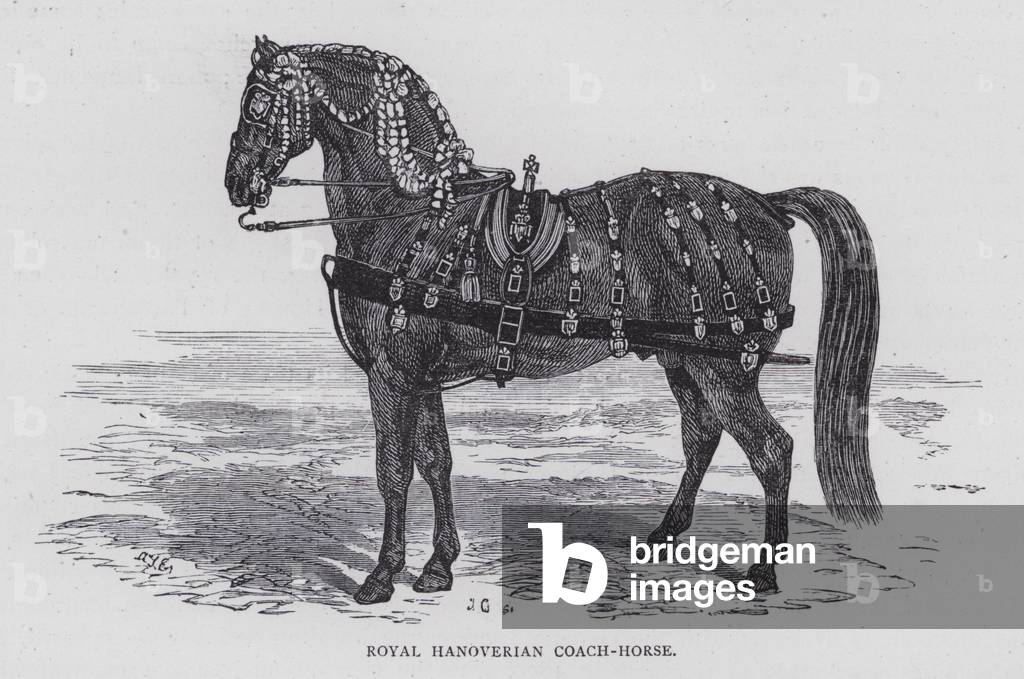 Royal Hanoverian Coach-Horse (engraving)
