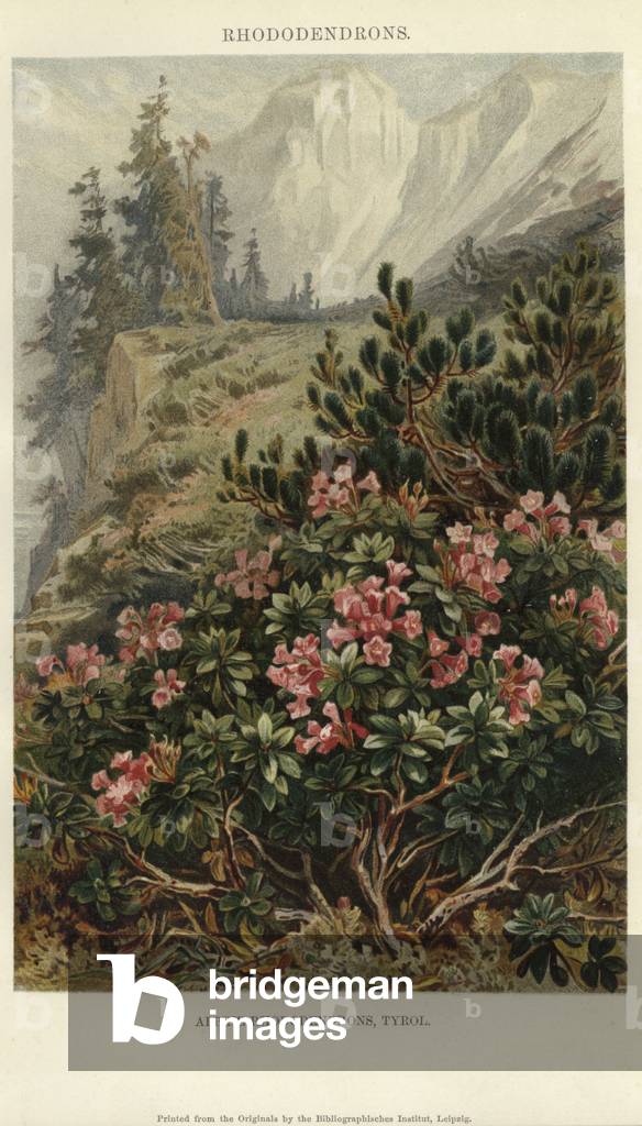 Alpine Rhododendrons (colour litho)