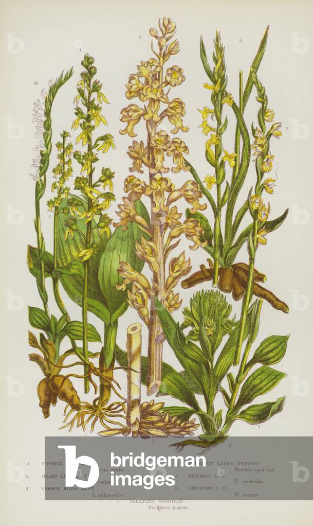 The Flowering Plants of Great Britain, c.1880 (litho)