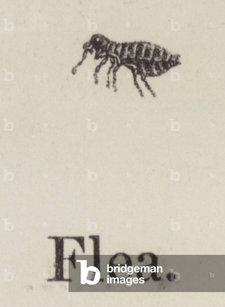 Flea (engraving)