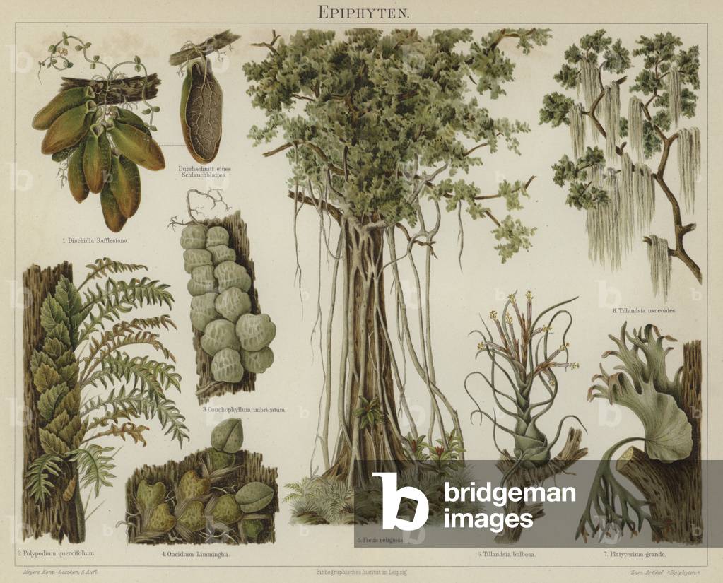 Epiphytes (colour litho)