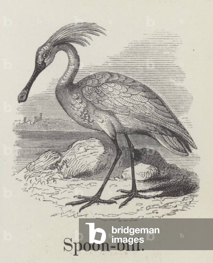 Spoonbill (engraving)