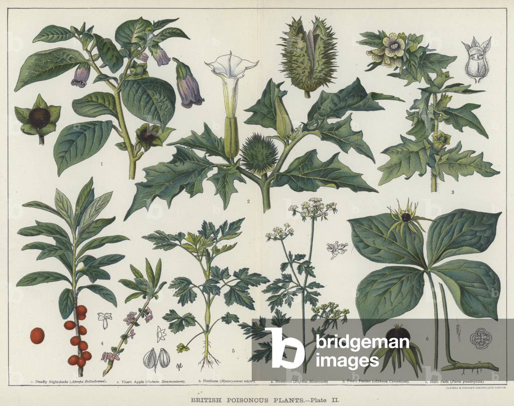 British Poisonous Plants (colour litho)