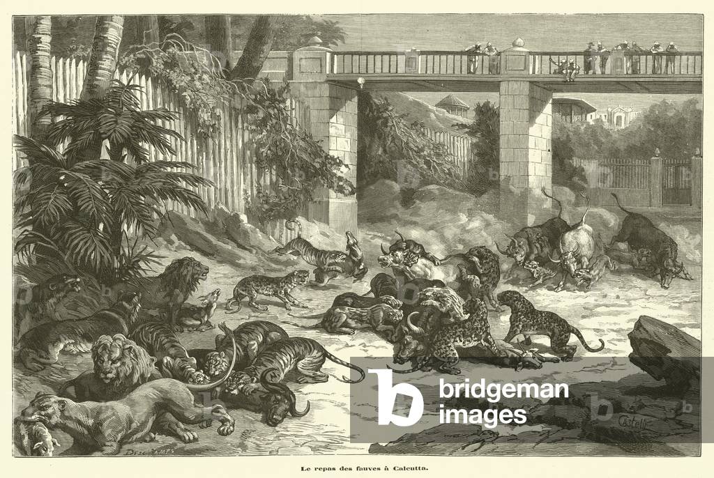 Le repas des fauves a Calcutta (engraving)