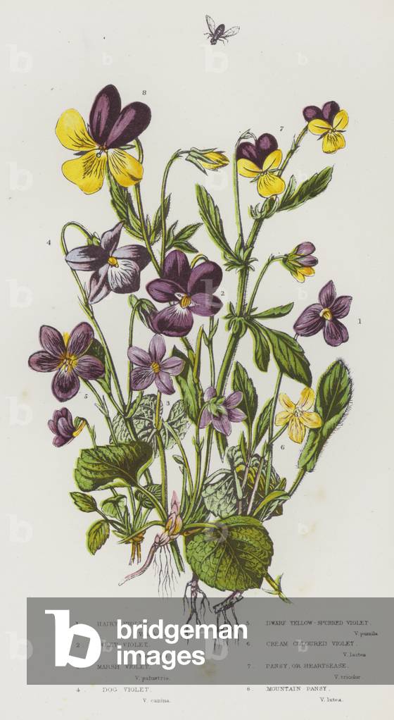 The Flowering Plants of Great Britain, c.1880 (litho)