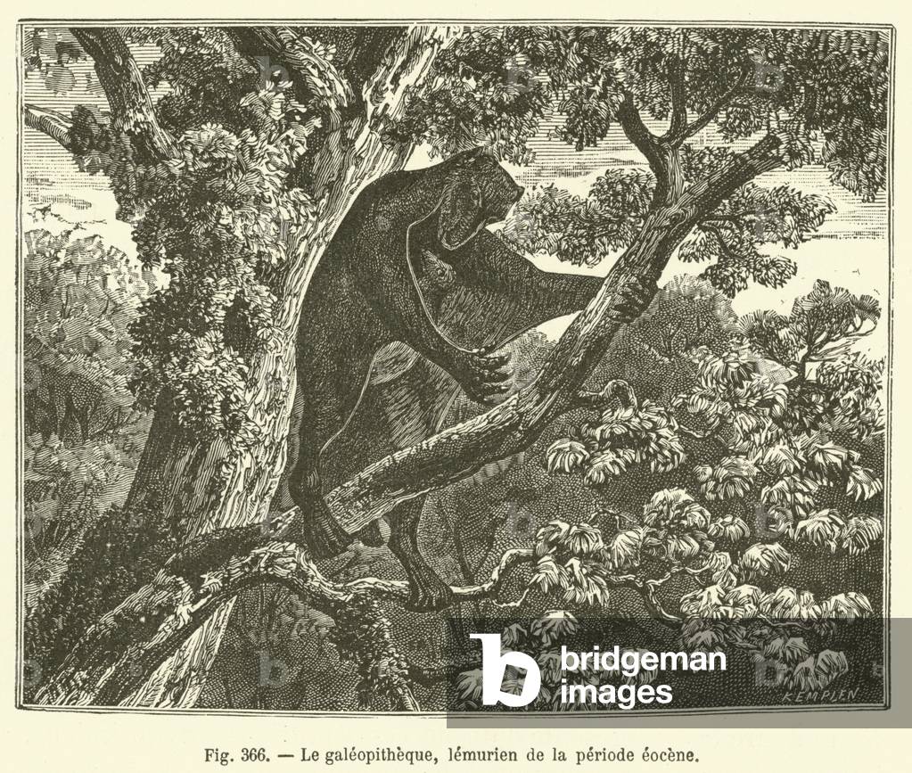 Le galeopitheque, lemurien de la periode eocene (engraving)