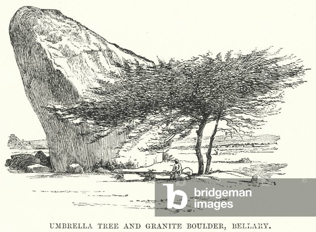 India: Umbrella Tree and Granite Boulder, Bellary (engraving)