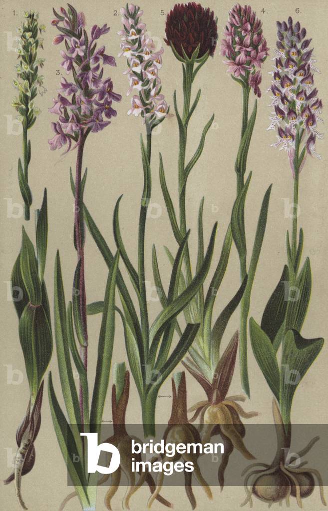 Alpine flora (chromolitho)