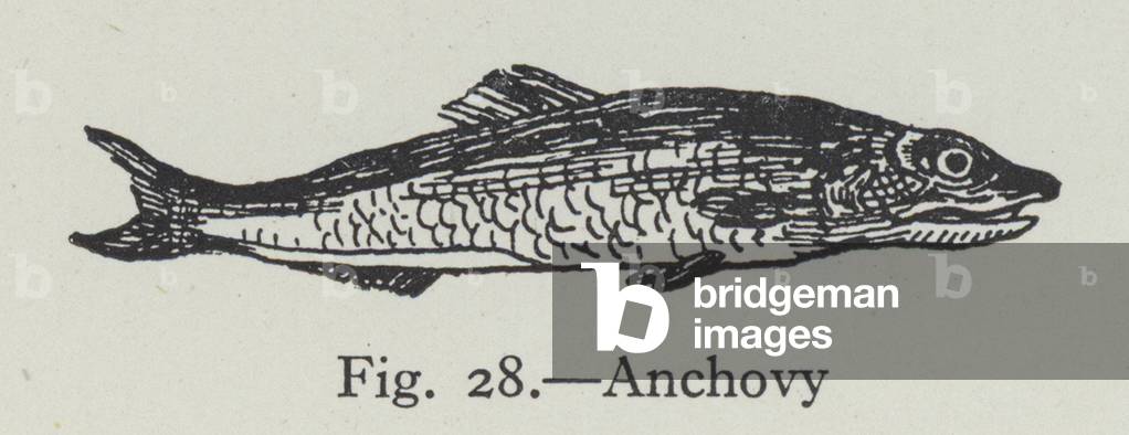 Anchovy (litho)