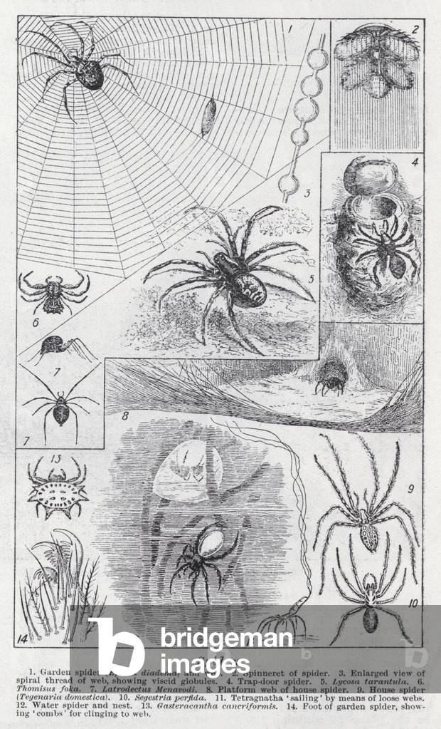 Spiders (litho)