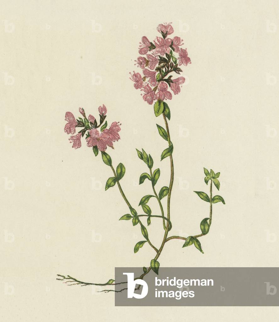 Wild Thyme, Thymus Serpyllum (colour litho)