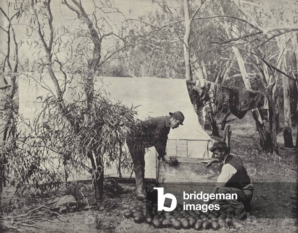 An Emu-Eggers' Camp (b/w photo)