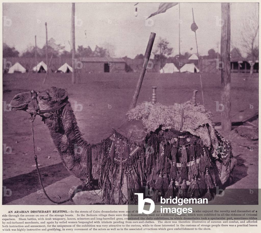 Chicago World's Fair, 1893: An Arabian Dromedary resting (b/w photo)
