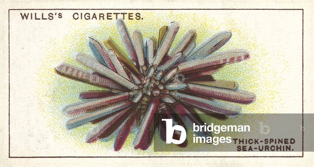 Thick-spined Sea-Urchin, a well-protected inhabitant of the sea (chromolitho)
