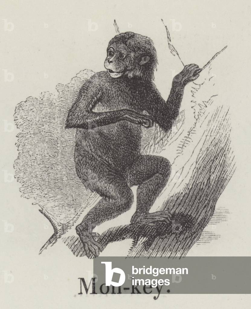 Monkey (engraving)