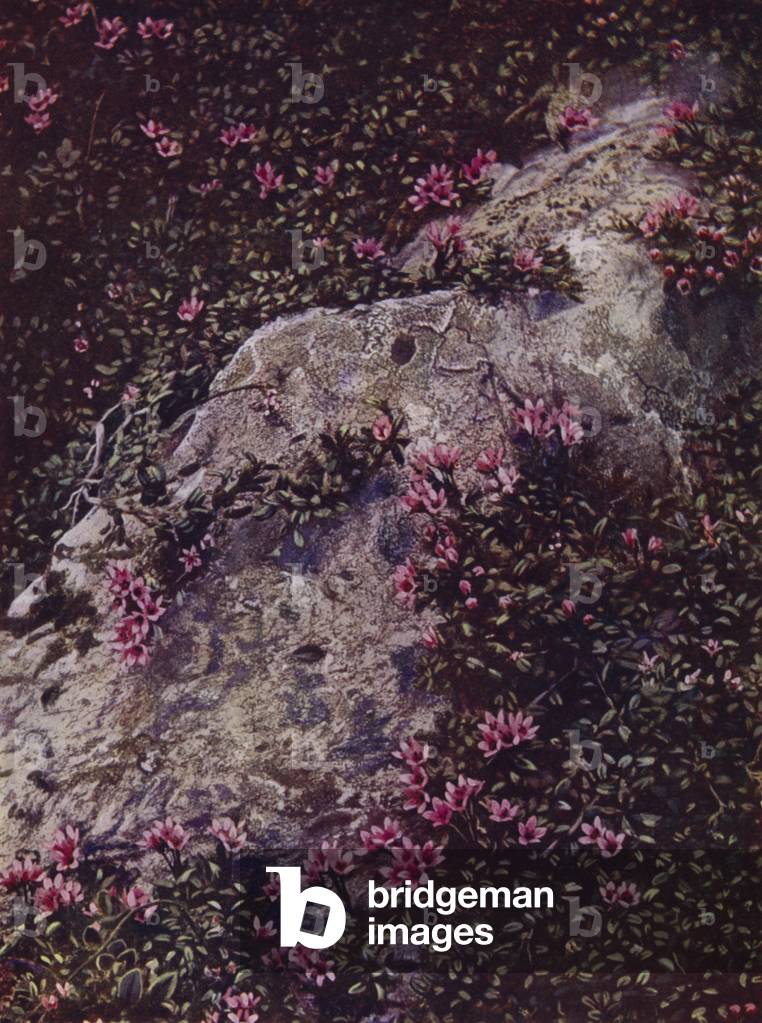 Mountain Azalea (photo)