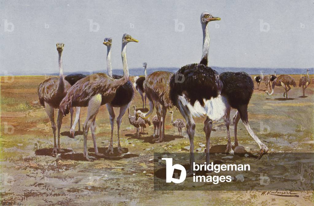 Somali Ostrich (colour litho)