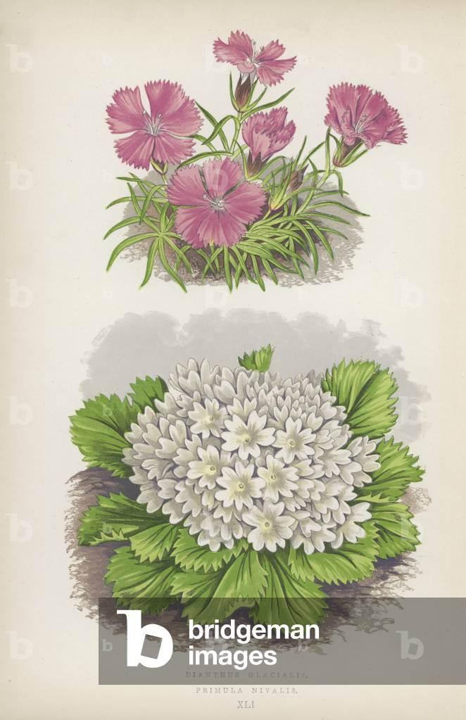 Dianthus Glacialis; Primula Nivalis (colour litho)