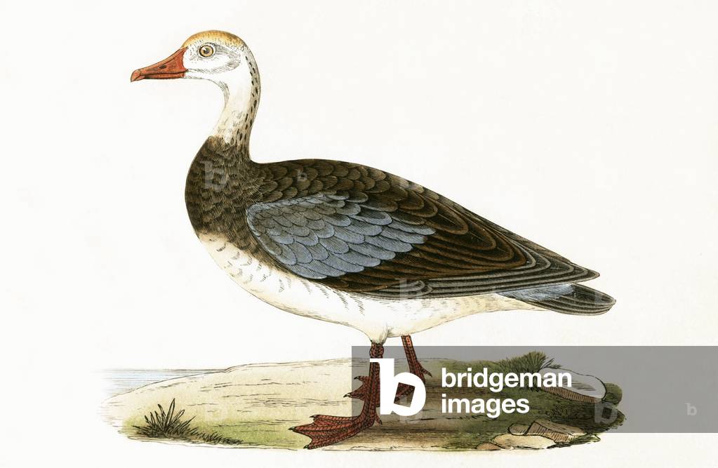 blu alato oca, illustrazione da 'una storia degli uccelli di Europa non osservato nelle isole britanniche 'di 