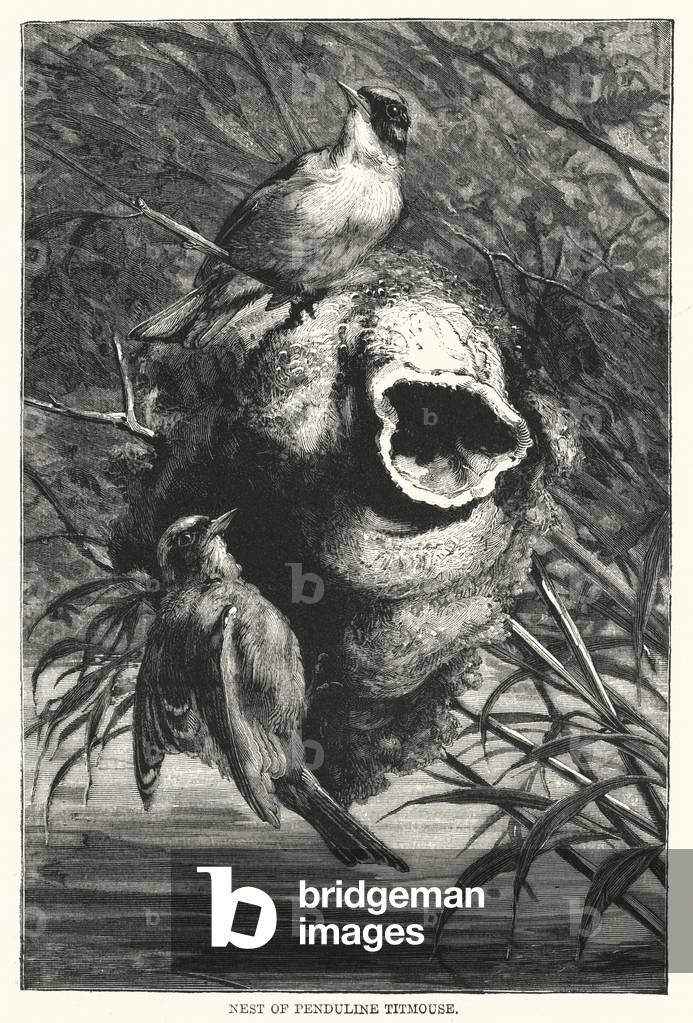 Nest of Penduline Titmouse (engraving)