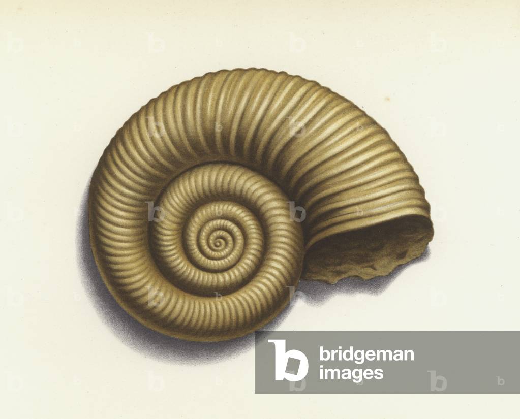 Ammonite (colour litho)