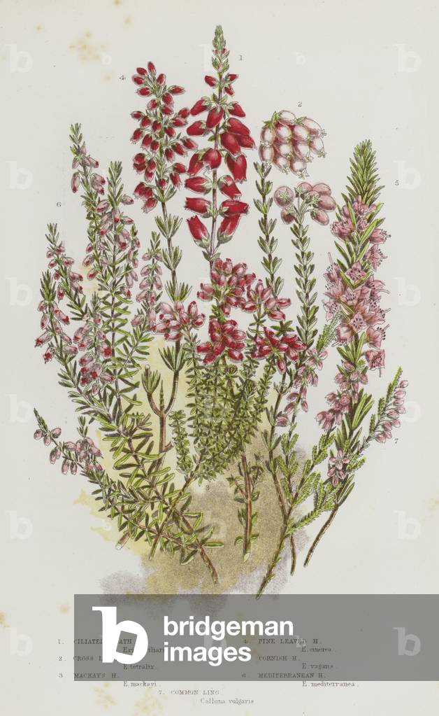 The Flowering Plants of Great Britain, c.1880 (litho)