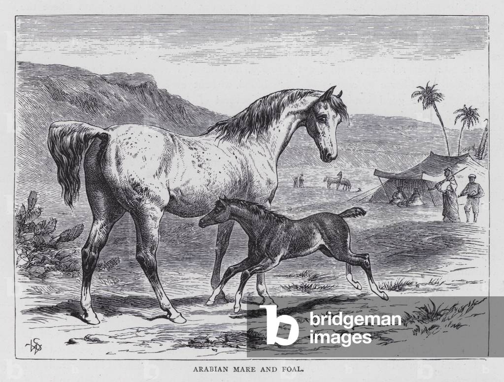 Arabian Mare and Foal (engraving)