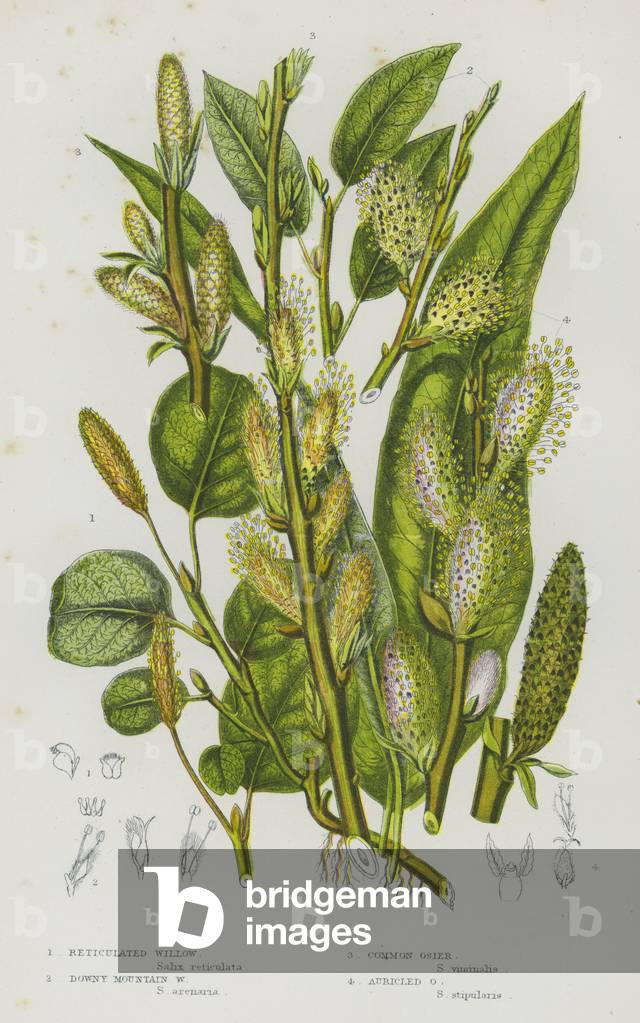 Flowering Plants of Great Britain: Reticulated Willow, Downy Mountain Willow, Common Osier, Auricled Osier (colour litho)