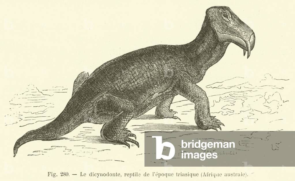 Le dicynodonte, reptile de l'epoque triasique, Afrique australe (engraving)
