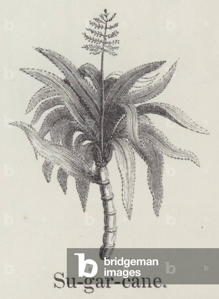 Sugarcane (engraving)