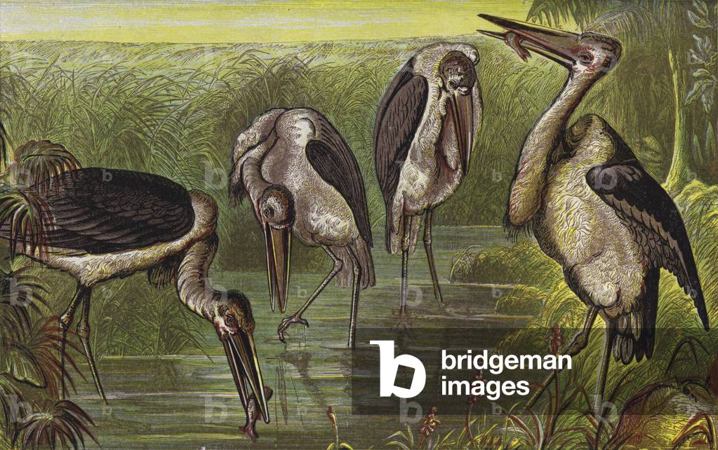 Marabous (colour litho)