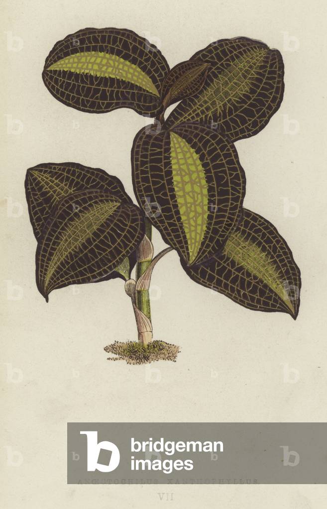 Anoectochilus Xanthophyllus (chromolitho)