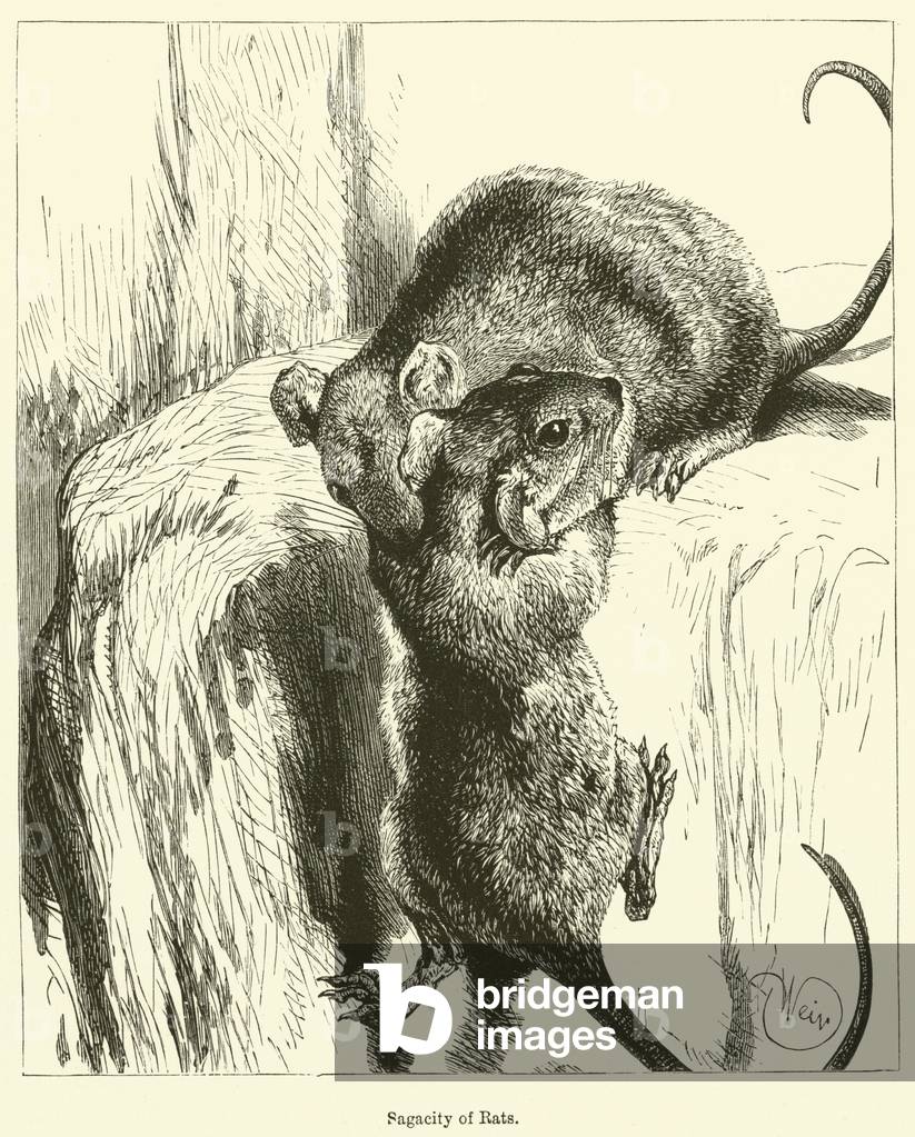 Sagacity of Rats (engraving)