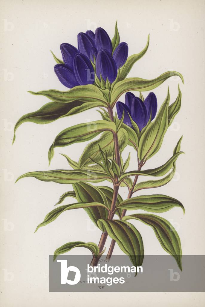 Gentiana Andrewsii (colour litho)