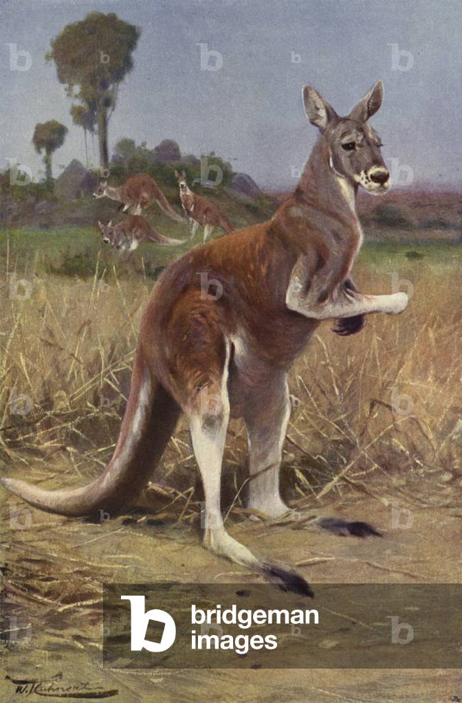 Red Kangaroo (colour litho)