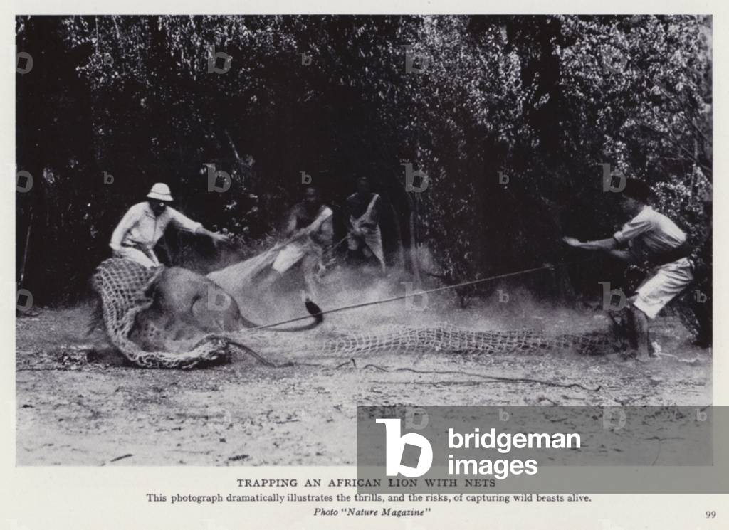 Trapping an African lion with nets (b/w photo)